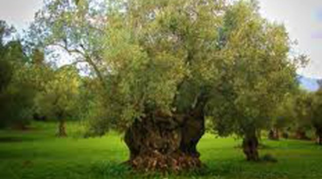 El árbol el fruto y la cocina – El olivo y las olivas