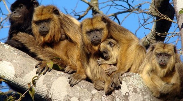 Estudian qué factores inciden en la organización social y el uso del territorio en monos caraya