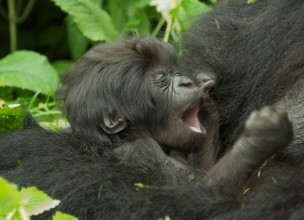 El bautizo de los gorilas de montaña en Ruanda