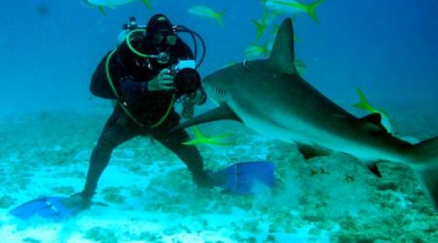 El turismo podría salvar a los tiburones
