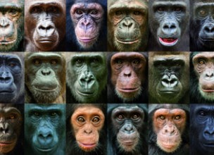 La diversidad genética entre grandes simios es mayor que entre humanos