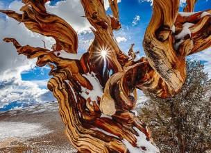 Los seres vivos más viejos de la Tierra, Pinus longaeva