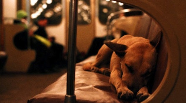 Los inteligentes perros callejeros de Moscú (viajan en metro al centro para cazar incautos)