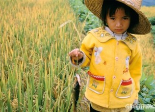 ¿Qué es el “arroz dorado” y cuáles son las polémicas sobre su consumo?