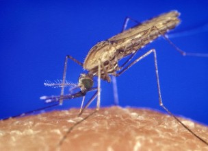 ¿Qué ocurre dentro de tu cuerpo cuando te pica un mosquito?