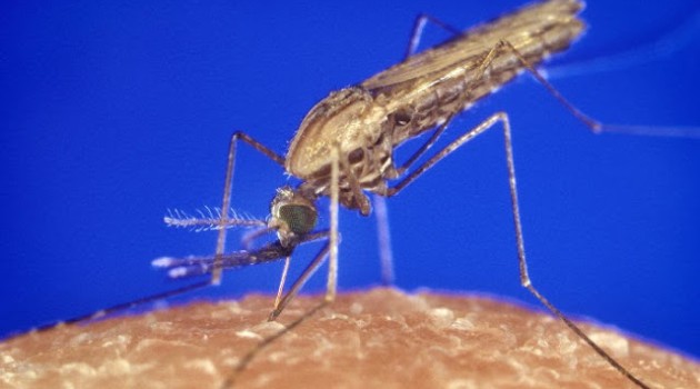 ¿Qué ocurre dentro de tu cuerpo cuando te pica un mosquito?