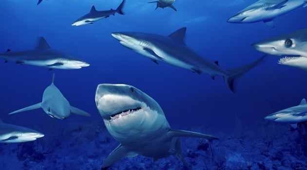 Hong Kong prohibirá el consumo de aleta de tiburón