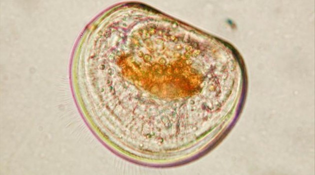 El ruido de prospecciones sísmicas provoca malformaciones en larvas marinas