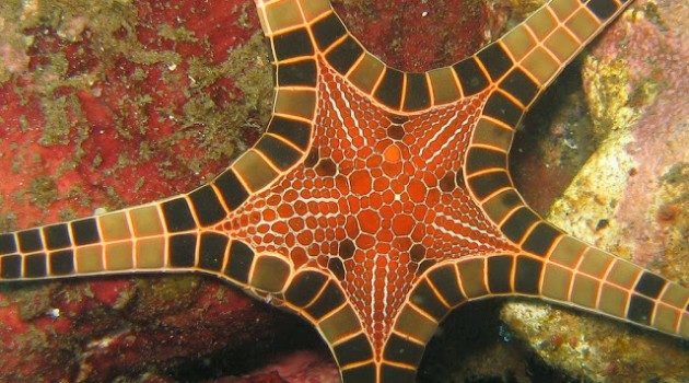 Iconaster longimanus, la estrella mosaico