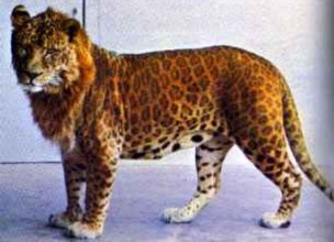 Leopón, cruce de leopardo y leona
