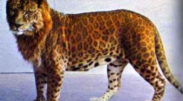Leopón, cruce de leopardo y leona