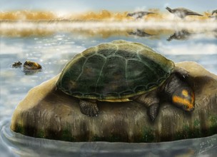 La tortuga mesozoica que tomaba el sol en Castellón
