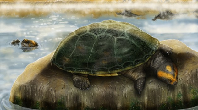 La tortuga mesozoica que tomaba el sol en Castellón