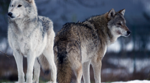 Los lobos utilizan la mirada para comunicarse y coordinarse entre sí