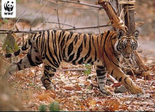 WWF alerta de la extinción silenciosa del tigre