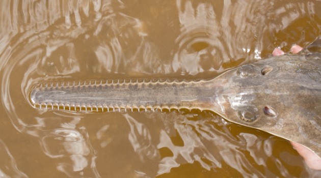 Descubren peces sierra nacidos sin reproducción sexual
