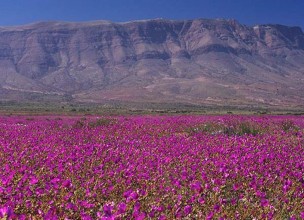 El desierto de Atacama muestra el mayor florecimiento de los últimos veinte años