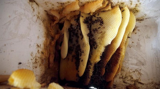 Hornos de abejas, en busca de una miel digna de gourmets