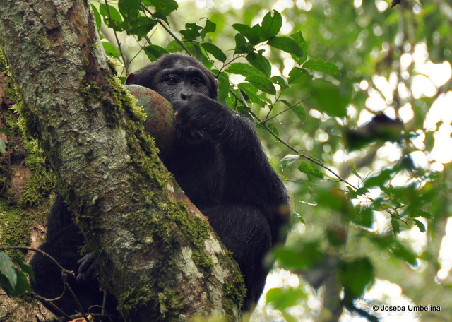 Chimpancé en el Bosque de Budongo, UgandaVer mas fotos de paisajes naturales en fotosmundo.net