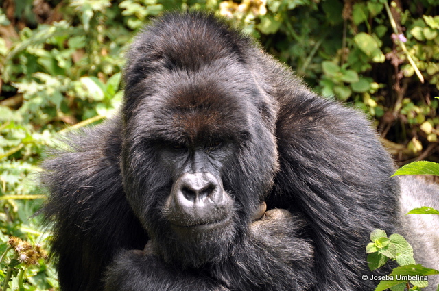 Gorila de espalda plateada en el Parc National Des Volcans, Ruanda