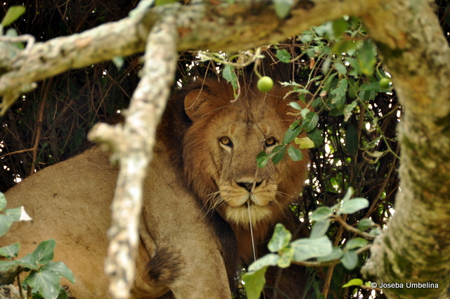 León trepador en el Queen Elizabeth National Park, Uganda