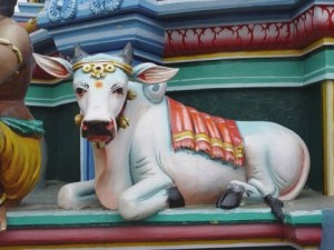 La vaca es sagrada en la religión hindú.