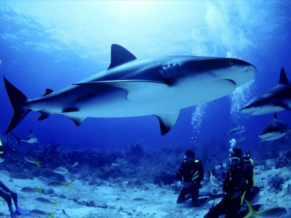 fondos-animales-tiburones-1600