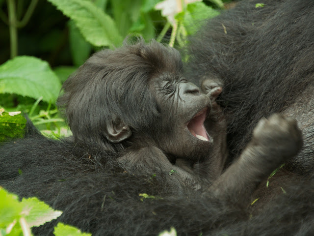 gorilas de montaña bebe 3