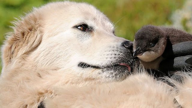 perros pastores de pinguinos