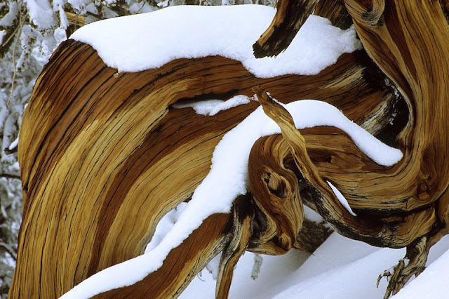 Pinus longaeva los seres vivos no clonados mas viejos de la tierra 10