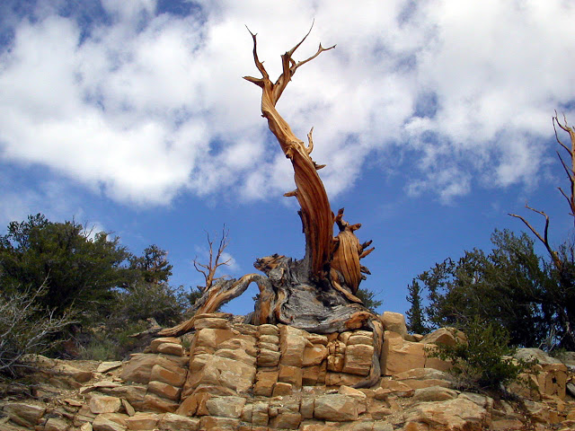 Pinus longaeva los seres vivos no clonados mas viejos de la tierra 8
