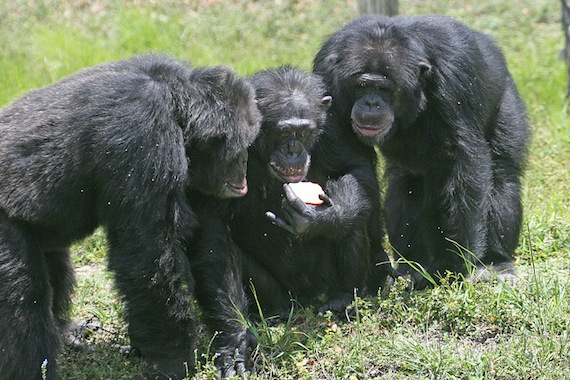 Three_chimpanzees