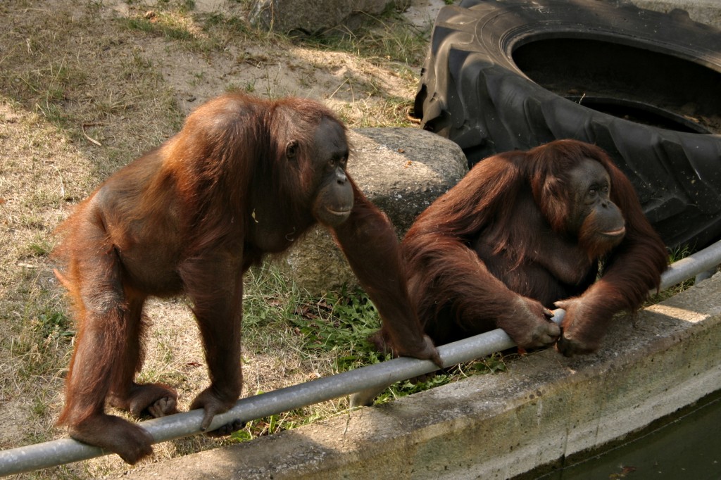 stockvault-two-orangutans99307