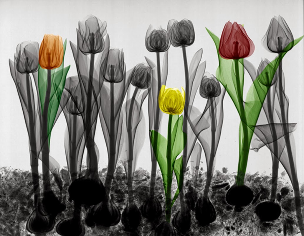 tulipanes rayos X