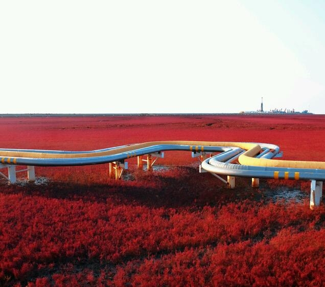  Playa roja ,Panjin, China