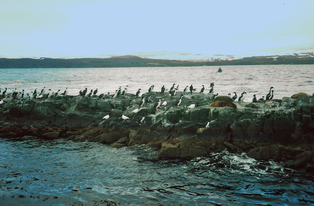 Isla de los cormoranes