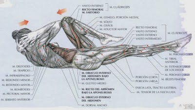 encogimiento oblicuos ciclista